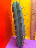 Kactus Kate Bridgesii