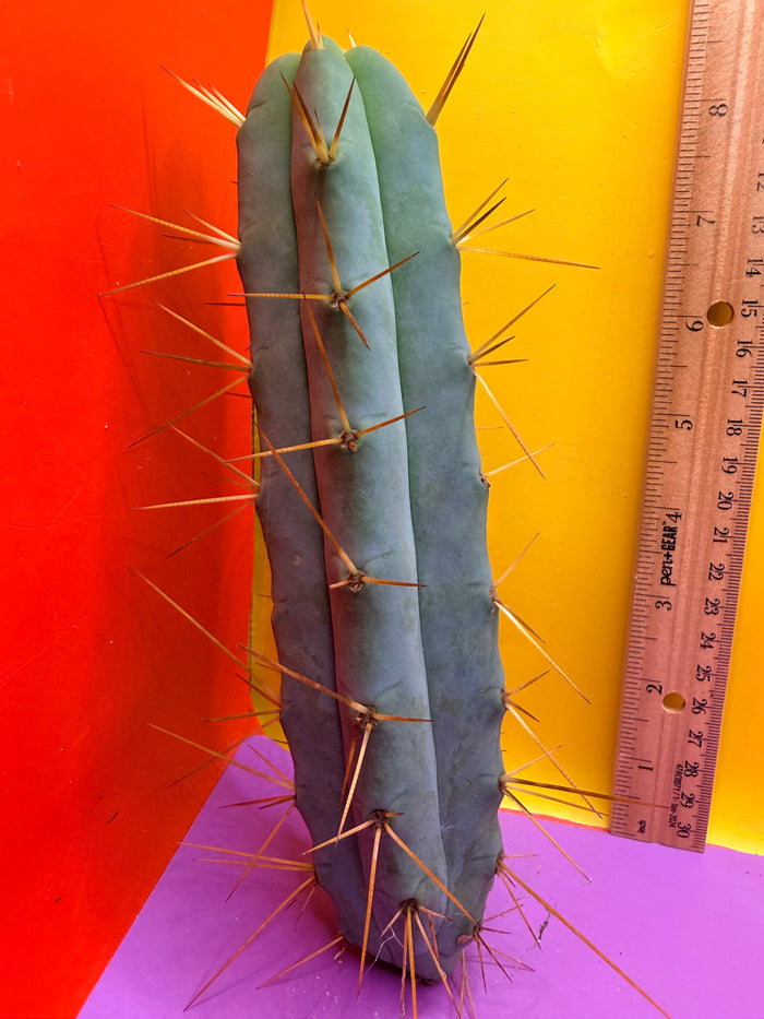 Kactus Kate Bridgesii