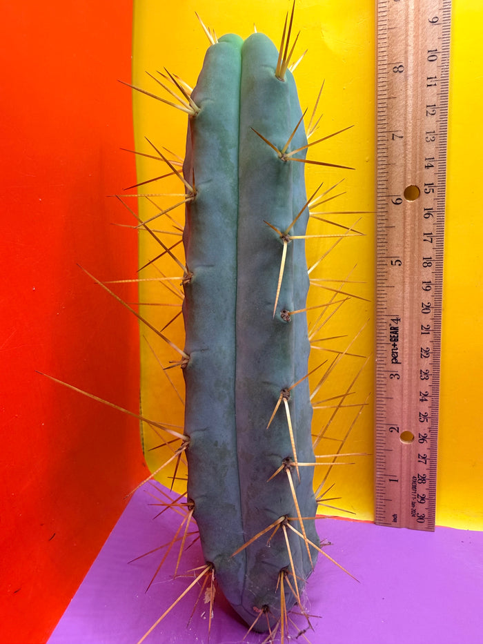 Kactus Kate Bridgesii