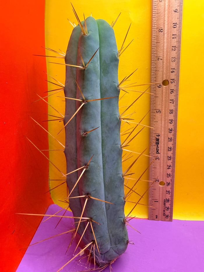 Kactus Kate Bridgesii