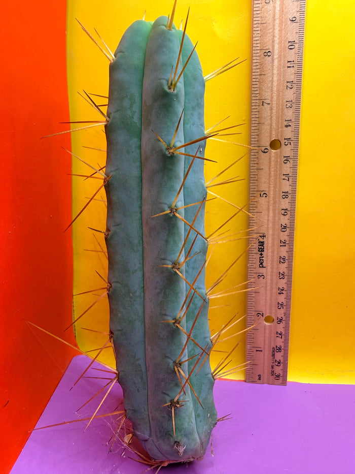 Kactus Kate Bridgesii