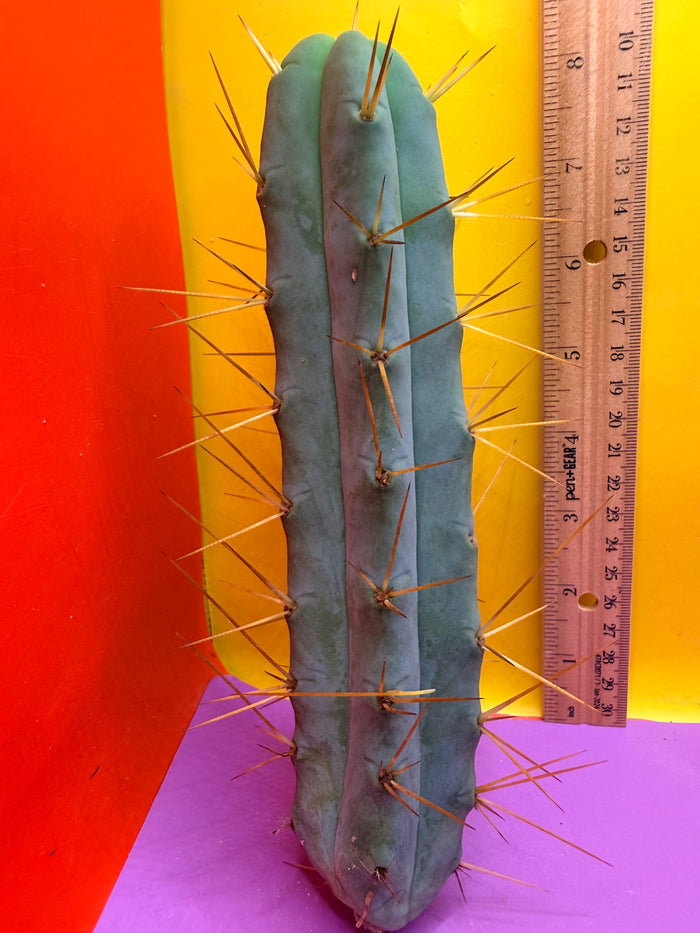 Kactus Kate Bridgesii