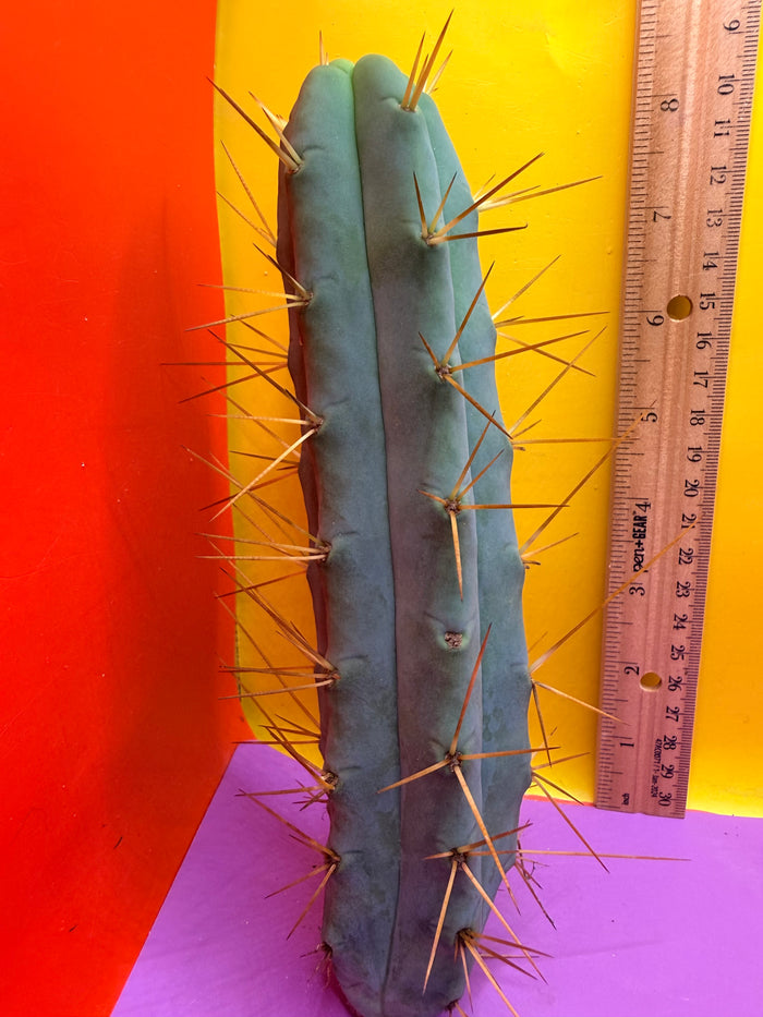 Kactus Kate Bridgesii