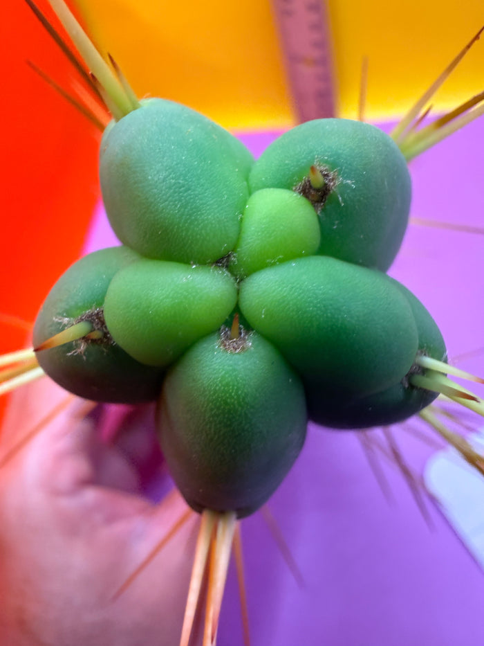 Kactus Kate Bridgesii
