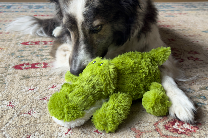 Lifestyle image of a dog playing with the Cozie Ali Alligator, on a carpet.
