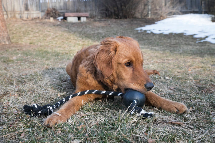 A lifestyle image of a young dog playing with the Extreme Ball with Rope.