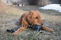 A lifestyle image of a young dog playing with the Extreme Ball with Rope.