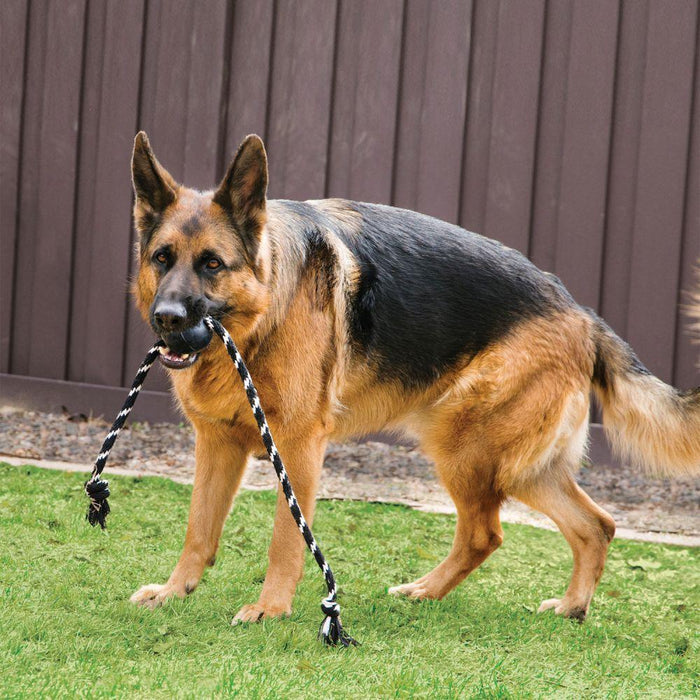 A lifestyle image of a dog playing with the Extreme Ball with Rope.