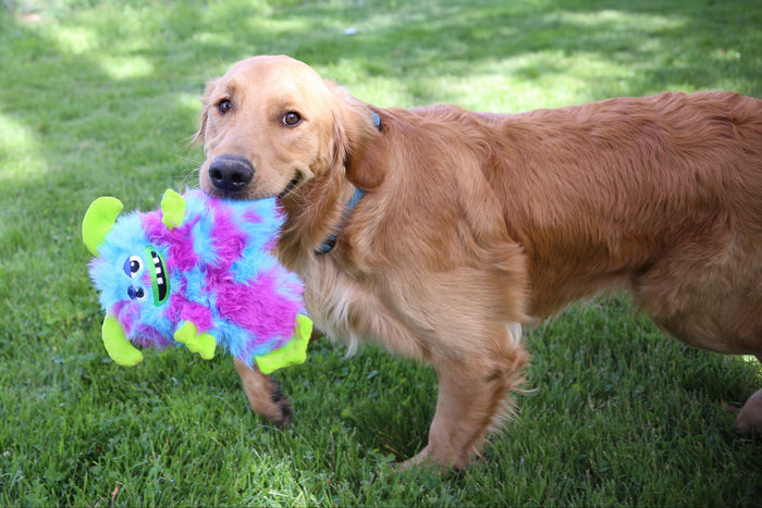A dog holding the KONG Frizzles Razzle, in a grassy field.