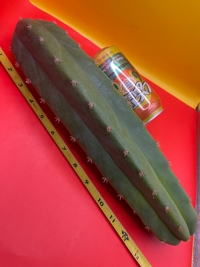 Large 11”-14” San Pedro cactus ! Fresh cut on July 14