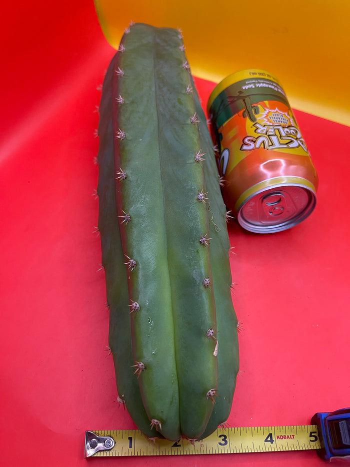 Large 11”-14” San Pedro cactus ! Fresh cut on July 14