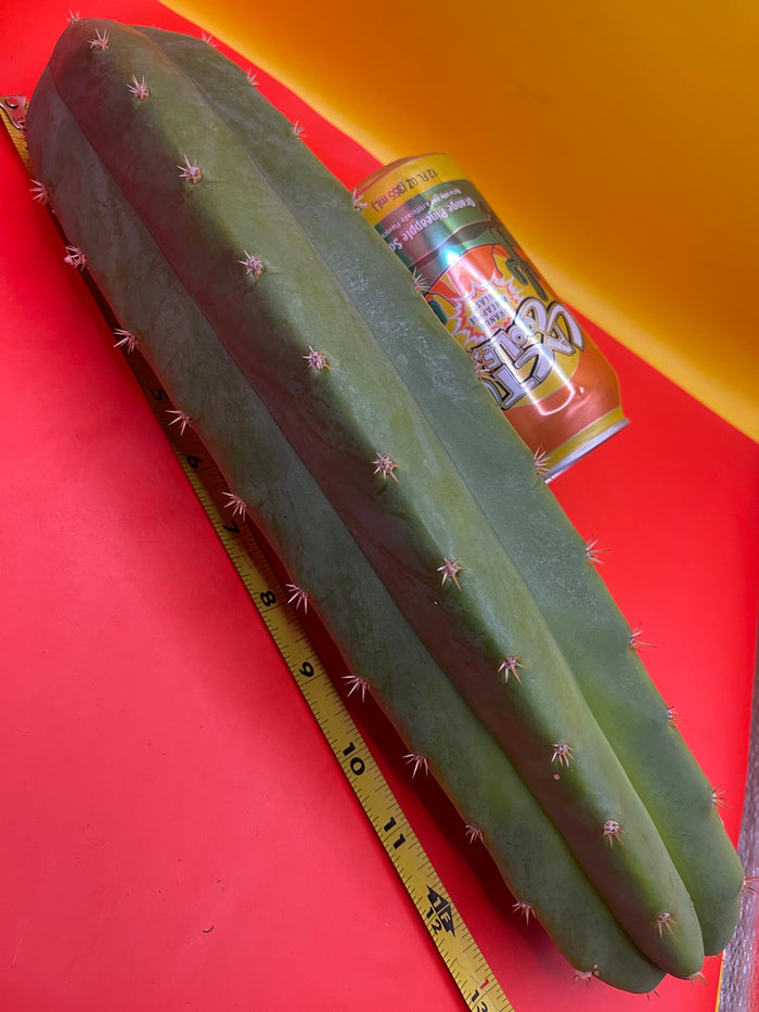 Large 11”-14” San Pedro cactus ! Fresh cut on July 14