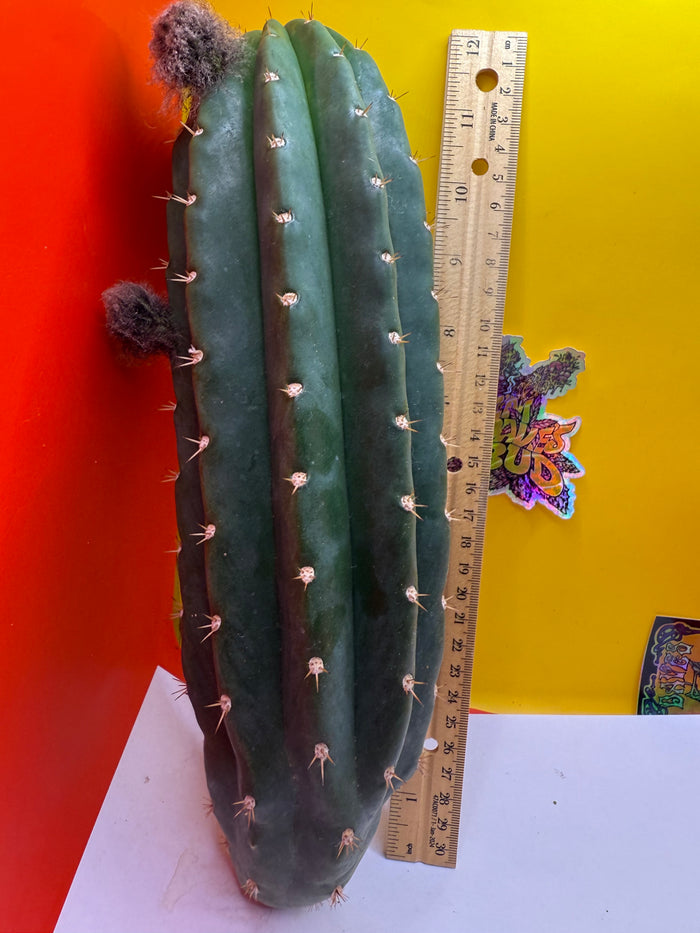 Large CACTO HEBRIDO Cut  !