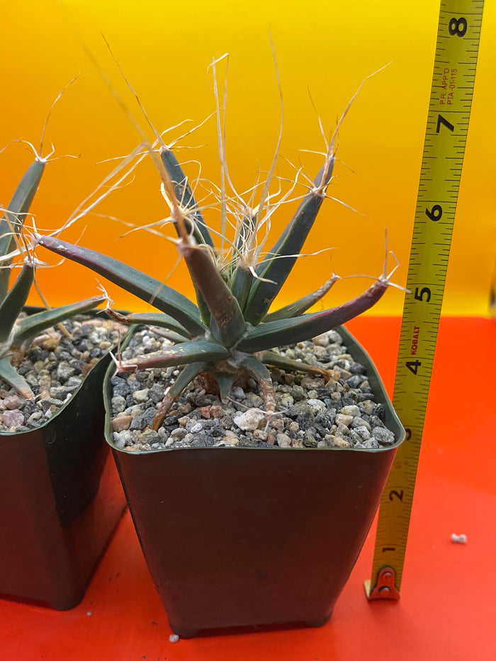 Leuchtenbergia principis true cactus !