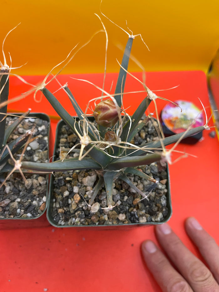 Leuchtenbergia principis with flower buds
