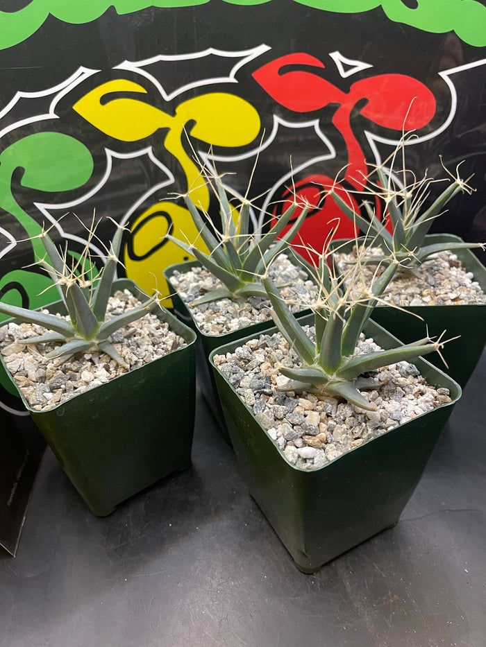 Leuchtenbergia principis