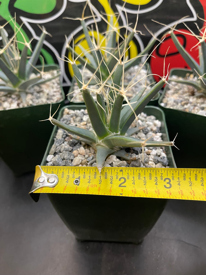 Leuchtenbergia principis