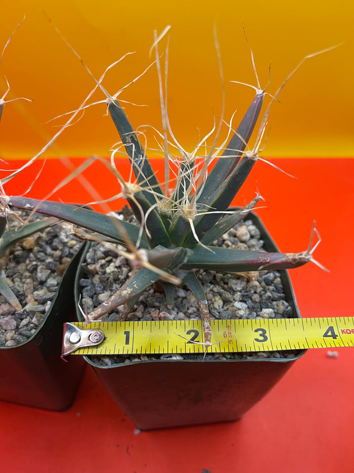 Leuchtenbergia