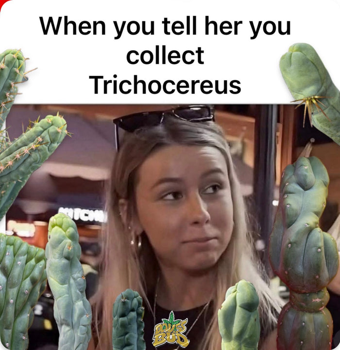 “LMA” bridgesii