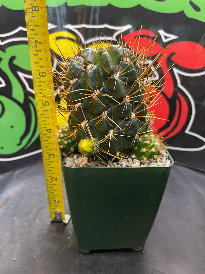 Lobivia maximiliana
charazensis