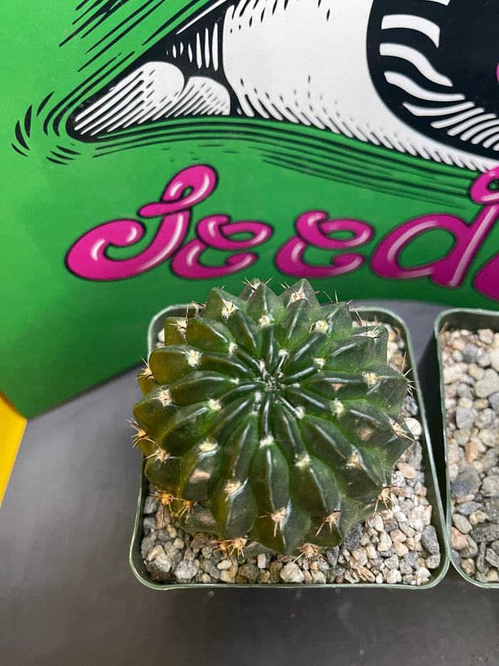 Lobivia !!!!These get  Big gorgeous flowers , can be cross pollinated with trichocereus !!