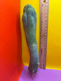 LONG FORM TBM-A cactus