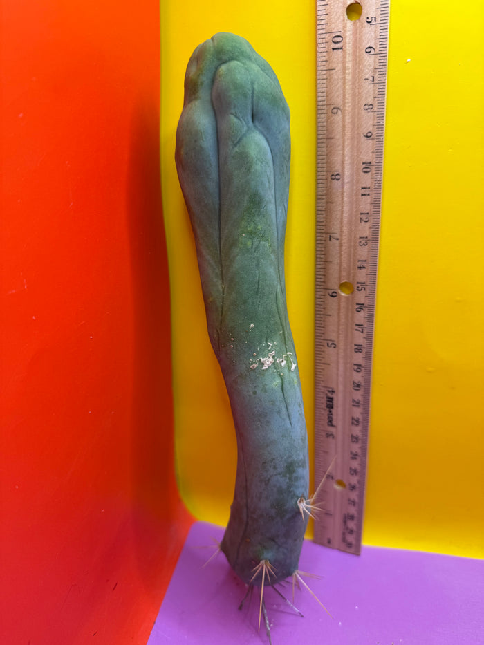 LONG FORM TBM-A cactus