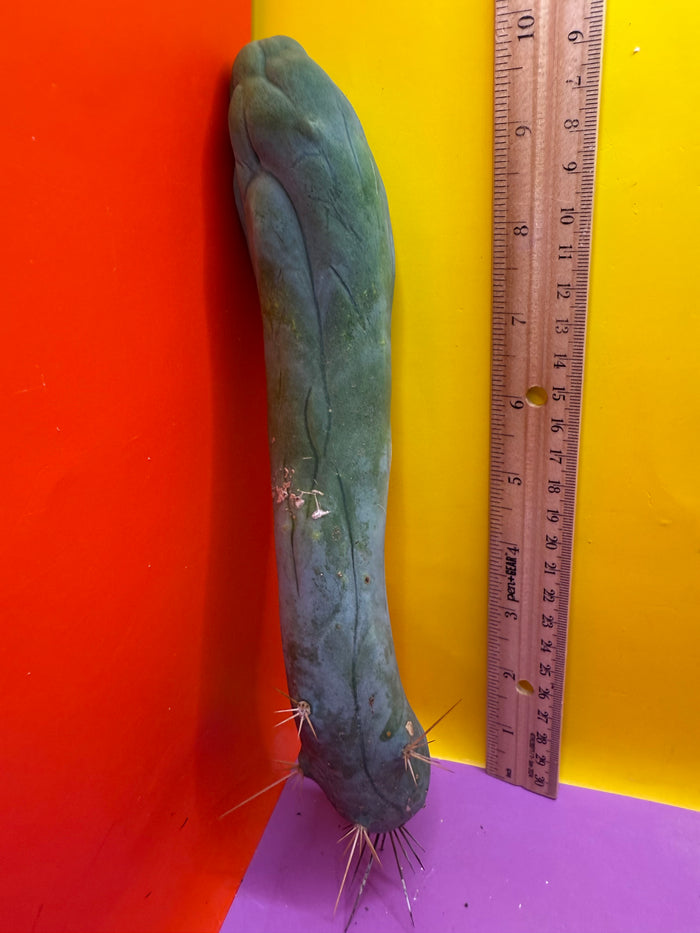 LONG FORM TBM-A cactus