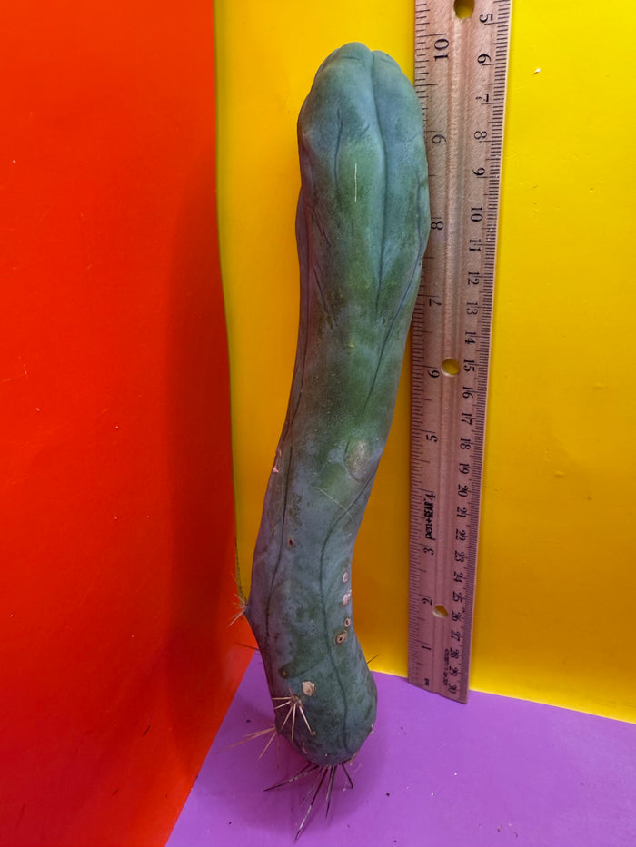LONG FORM TBM-A cactus