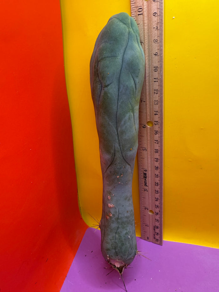 LONG FORM TBM-A cactus