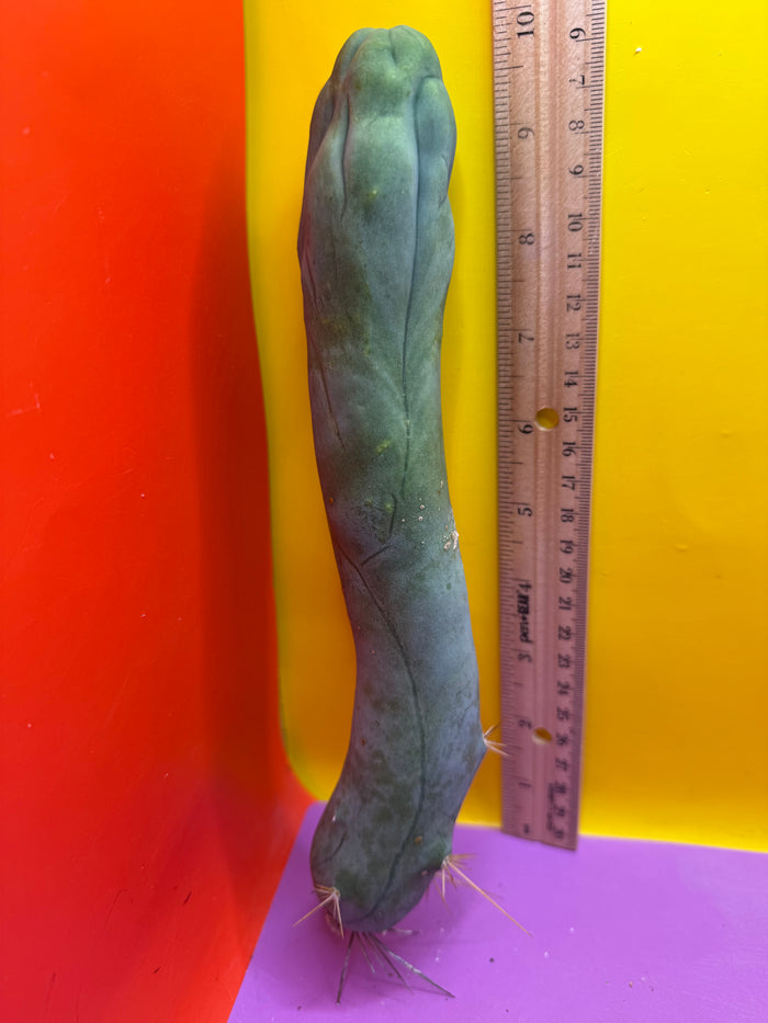 LONG FORM TBM-A cactus
