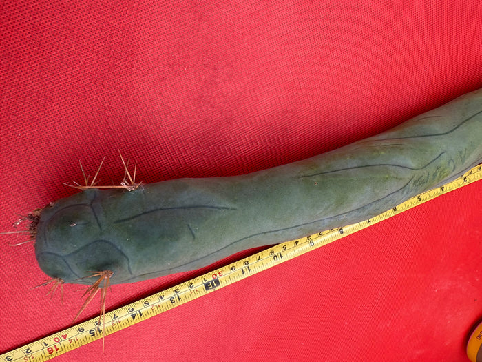 LONG FORM ! TBM-A cactus