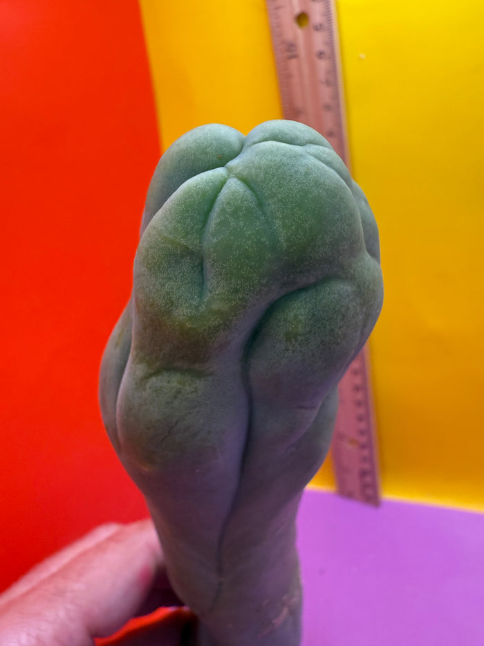 LONG FORM TBM-A cactus