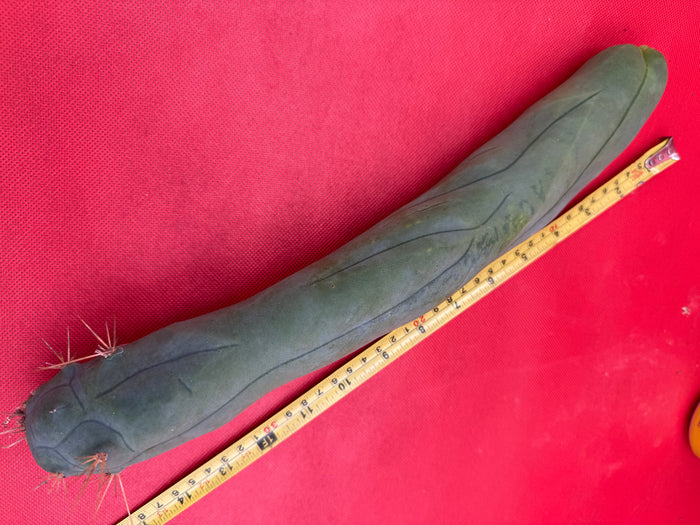 LONG FORM ! TBM-A cactus