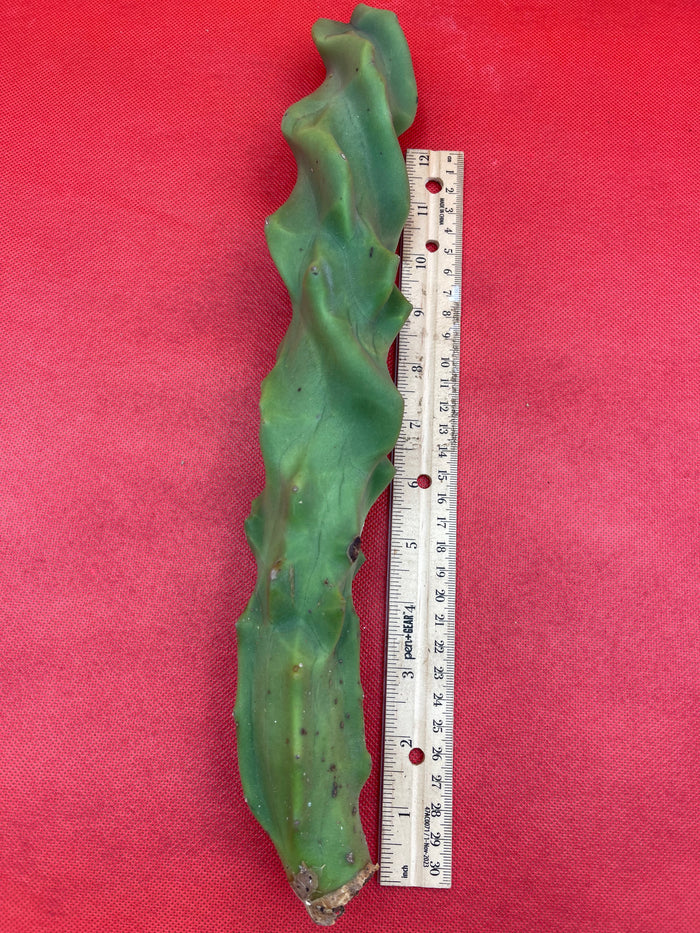 lophocereus schottii monstrose spiralis