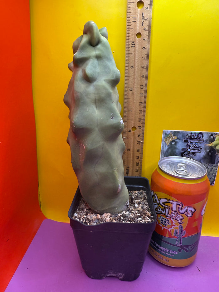 lophocereus schottii monstrose Totem pole cactus !