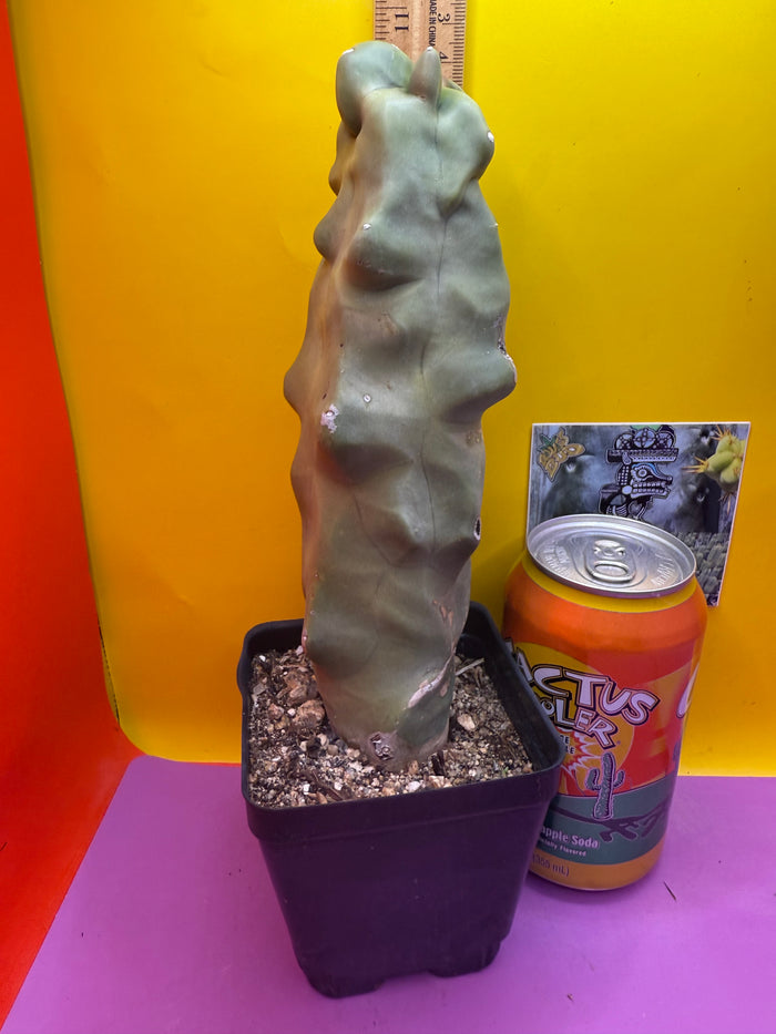 lophocereus schottii monstrose Totem pole cactus !