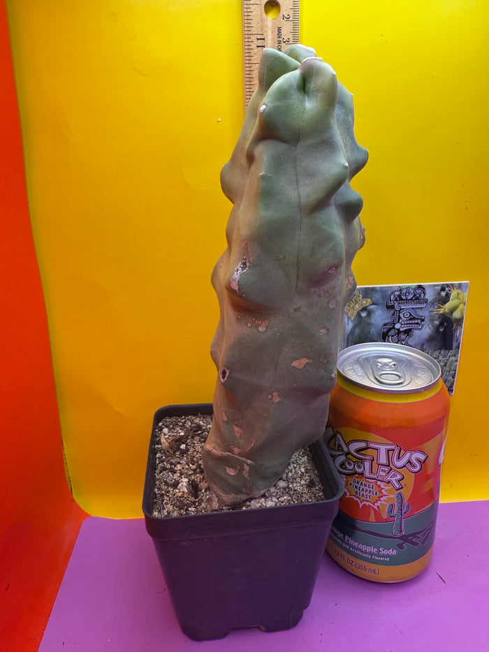 lophocereus schottii monstrose Totem pole cactus !