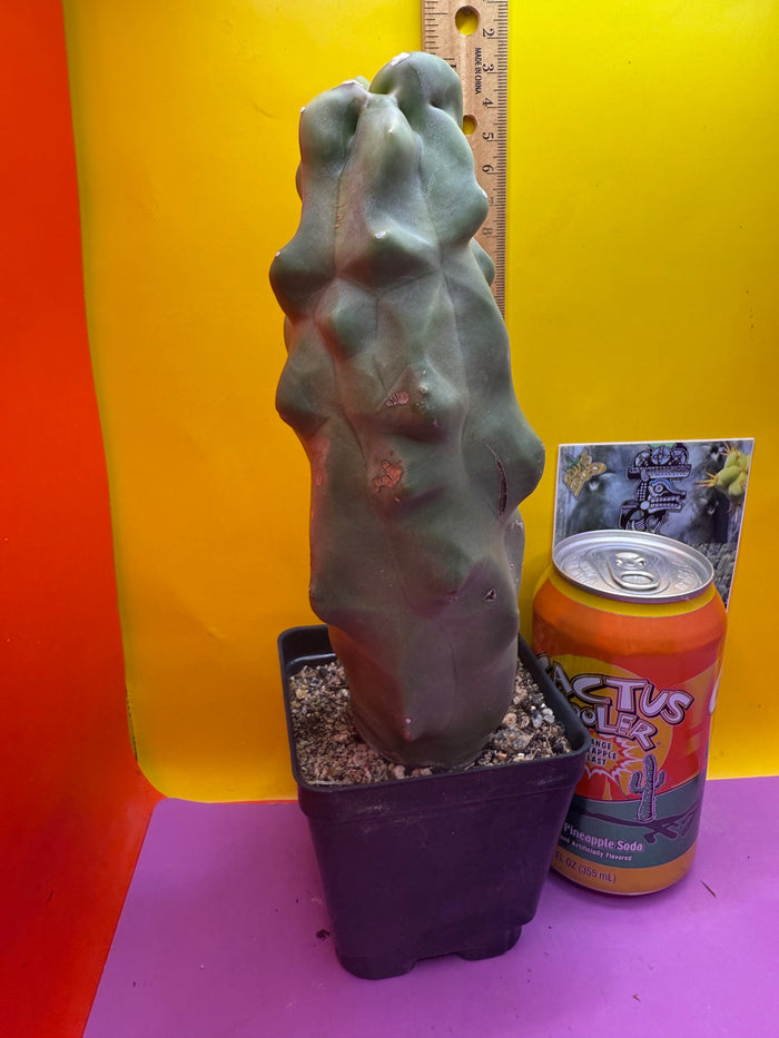 lophocereus schottii monstrose Totem pole cactus !