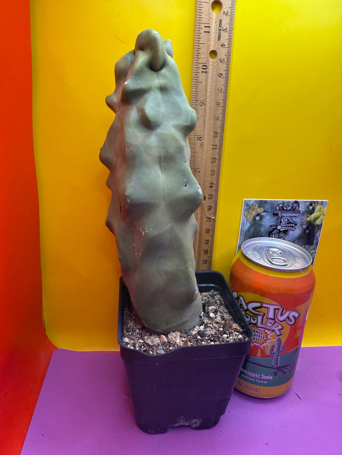lophocereus schottii monstrose Totem pole cactus !