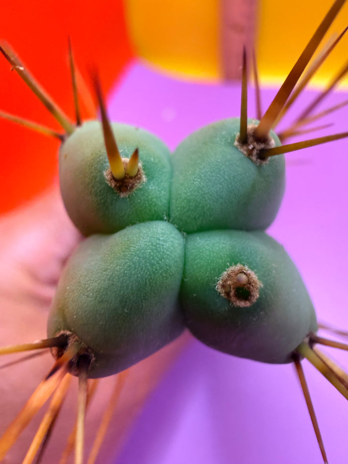“MINI ME” trichocereus bridgesii - 4 ribs