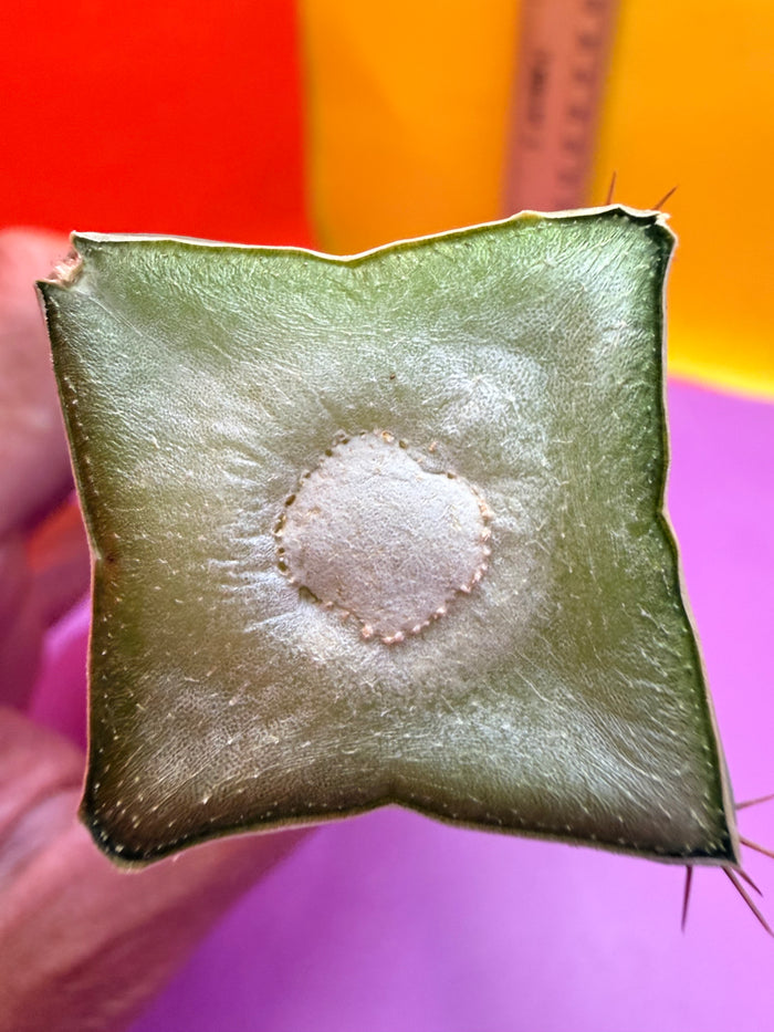 “MINI ME” trichocereus bridgesii - 4 ribs