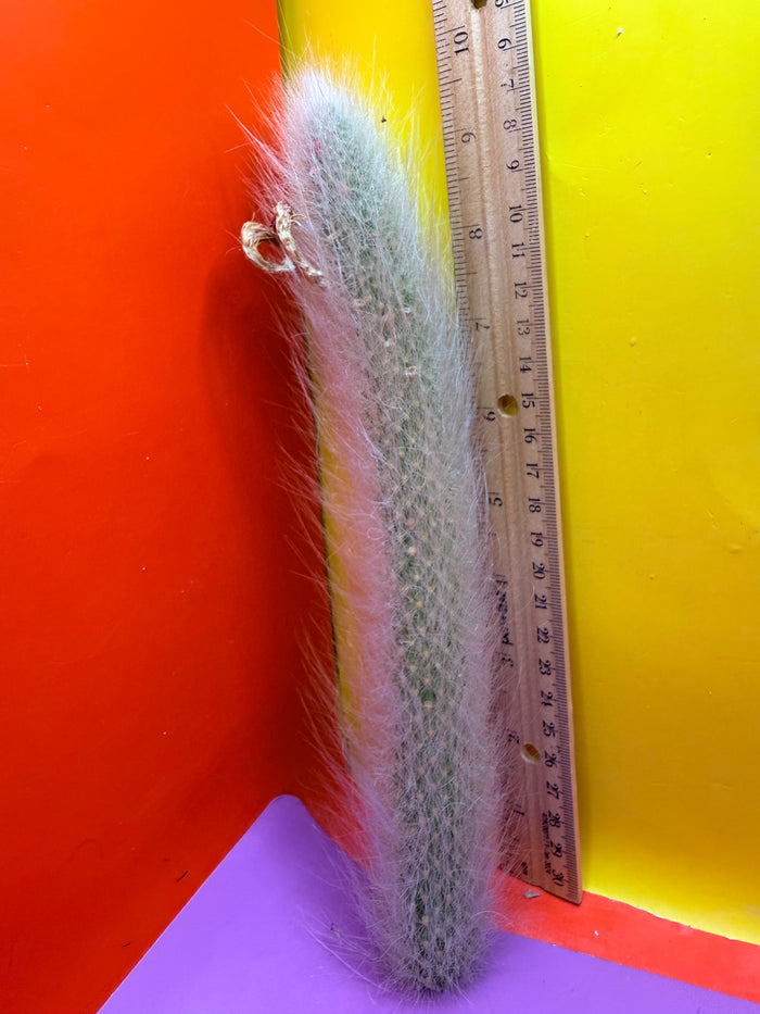 Monkeytail cutting !!!
