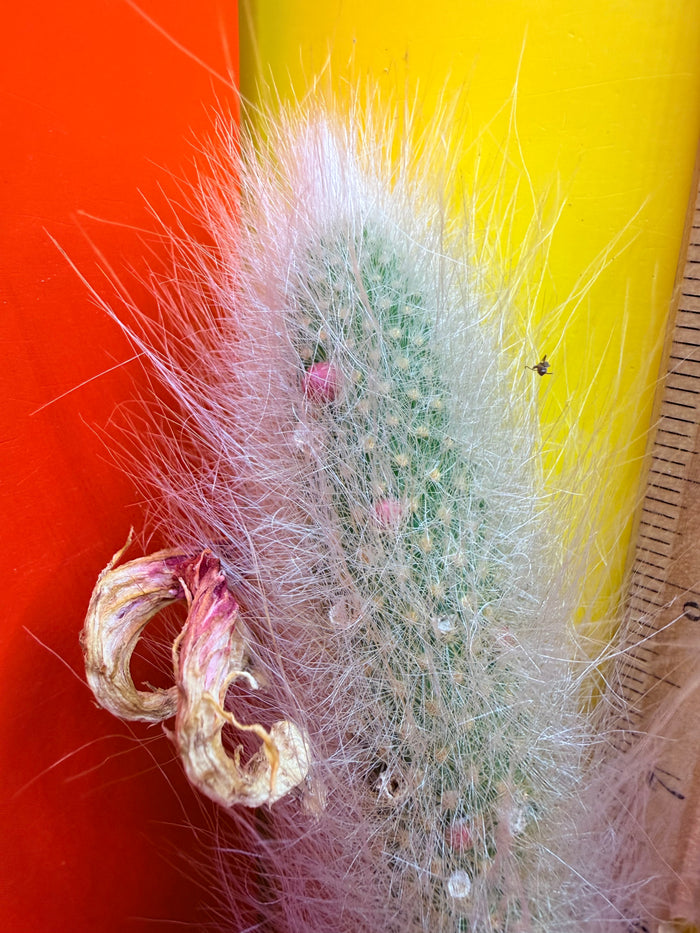 Monkeytail cutting !!!