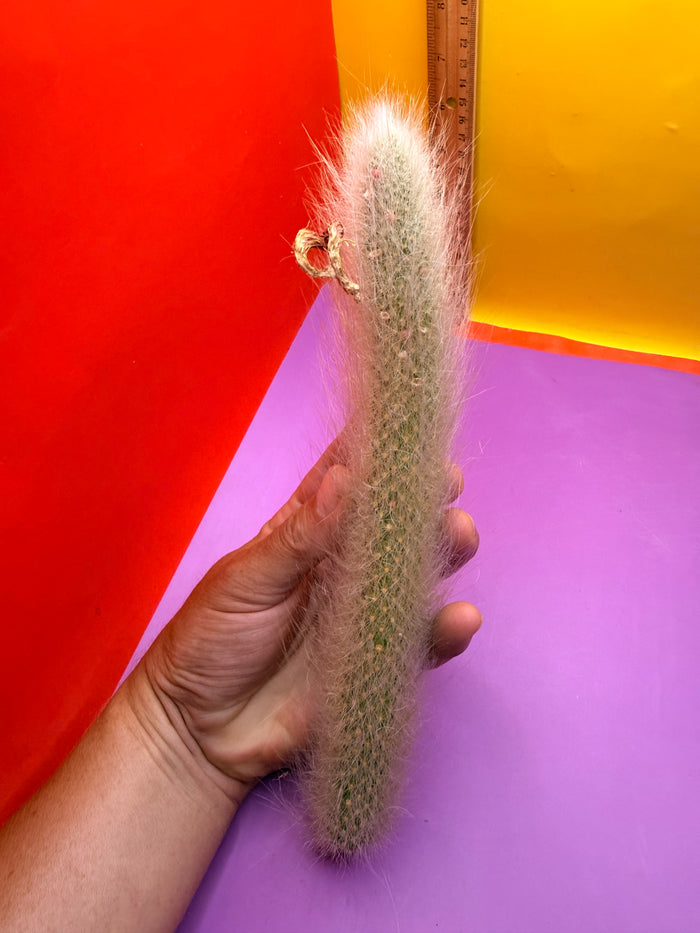Monkeytail cutting !!!