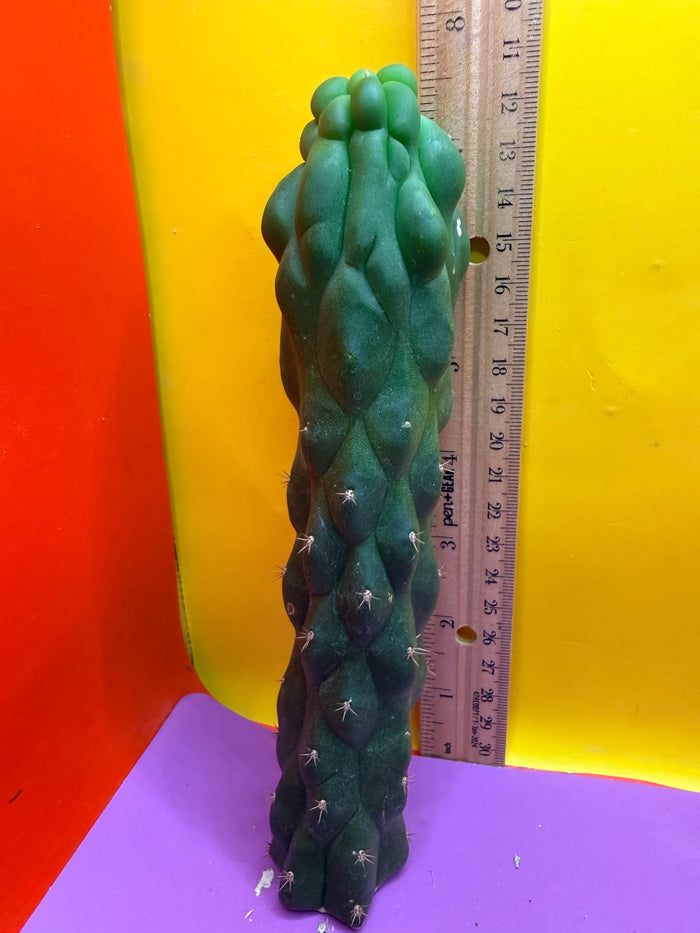 Monstrose San Pedro cactus - TPM !