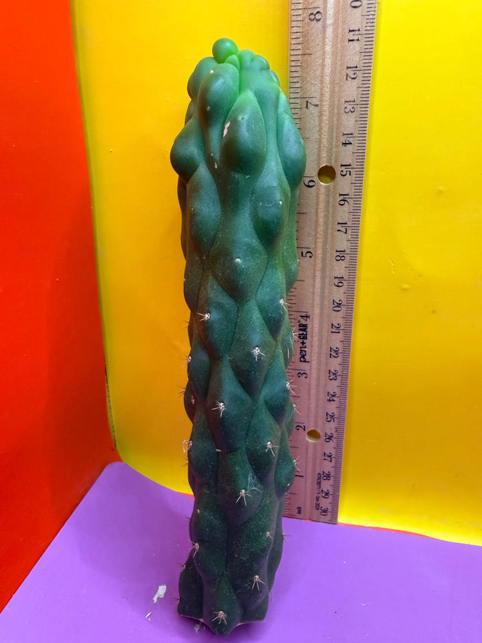 Monstrose San Pedro cactus - TPM !