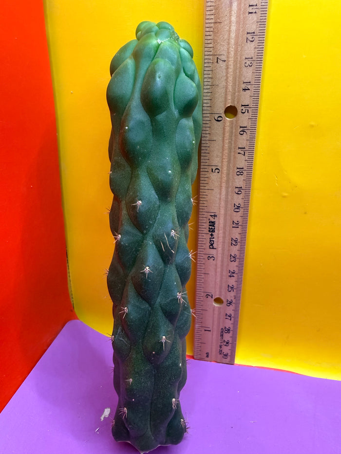 Monstrose San Pedro cactus - TPM !