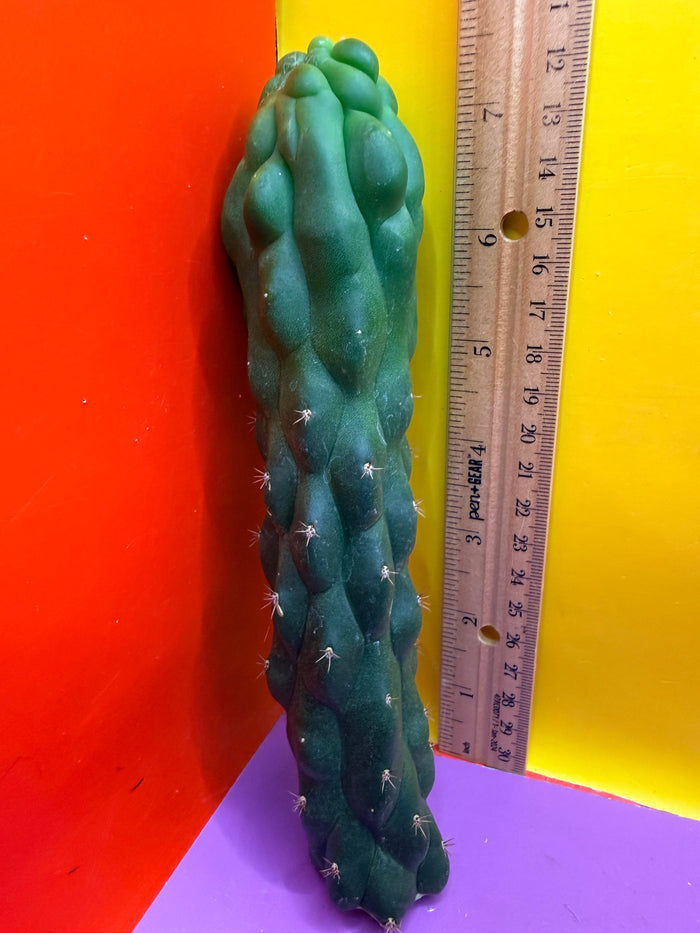 Monstrose San Pedro cactus - TPM !