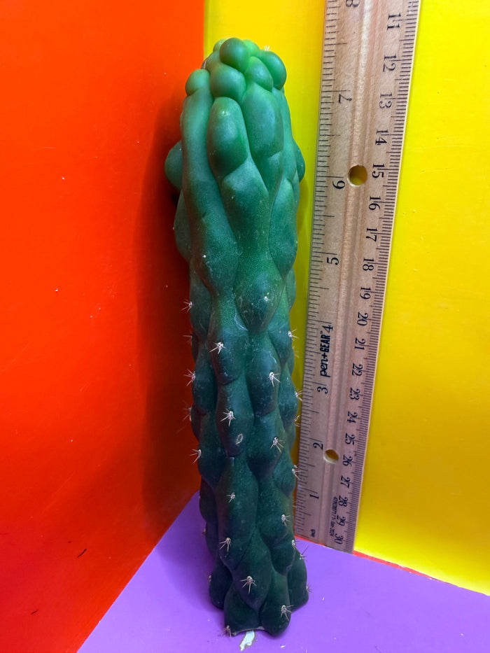 Monstrose San Pedro cactus - TPM !